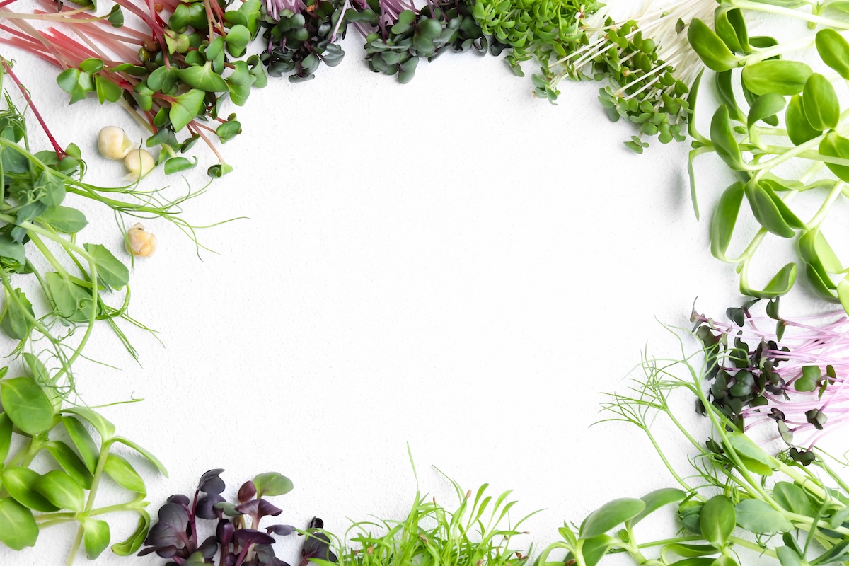 Micropousses sur les marchés hebdomadaires de Bulle