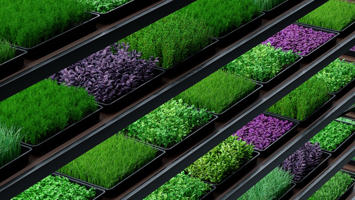 Production responsable de micropousses sans pesticides