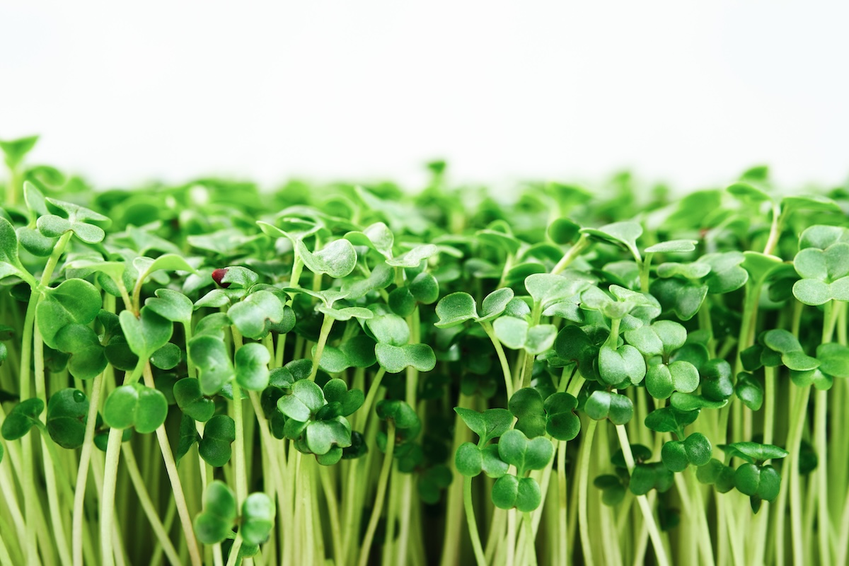 Micropousses de brocoli riches en sulforaphane